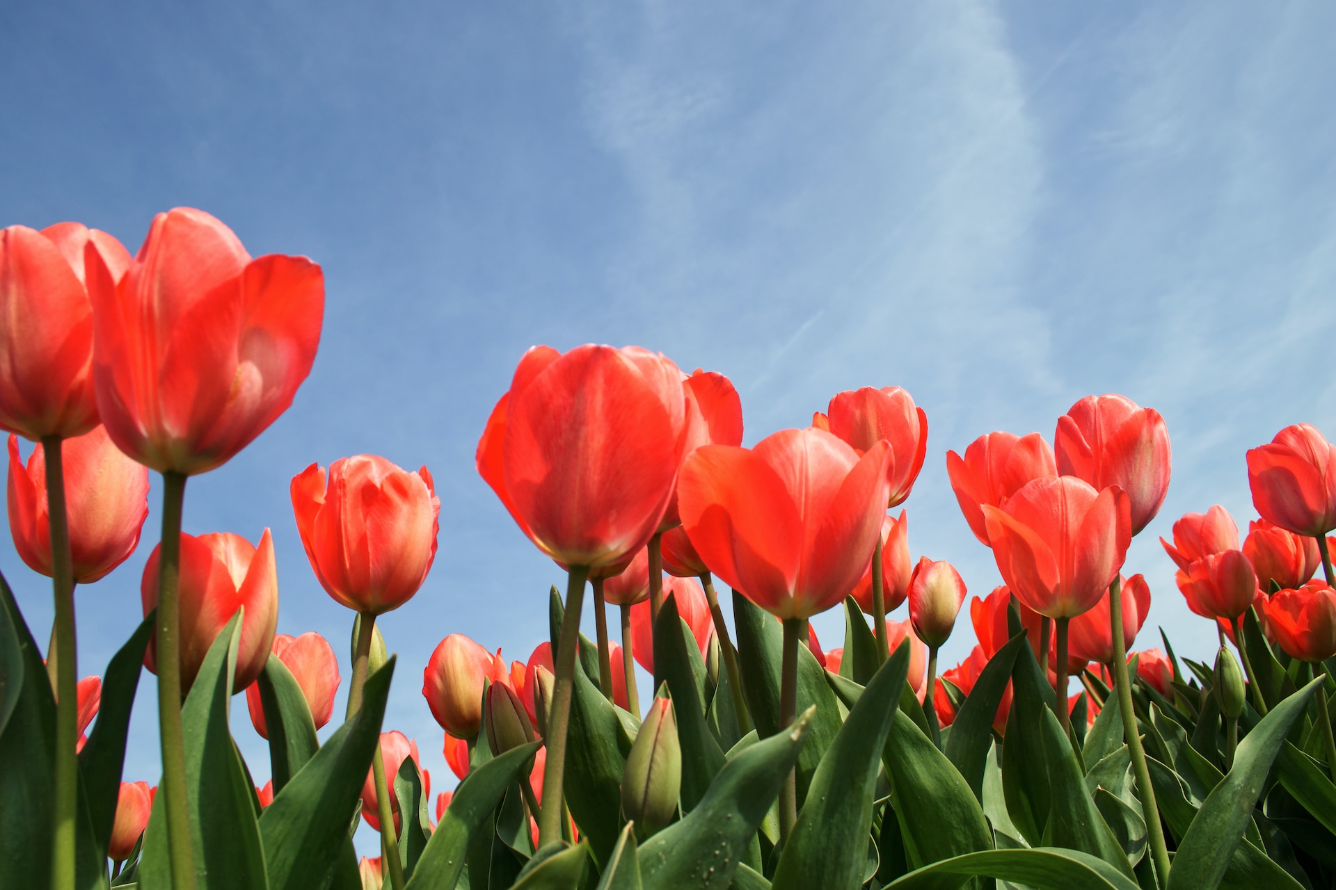 Uprawa tulipanów: Poradnik dla rolników i osób uprawiających ziemie